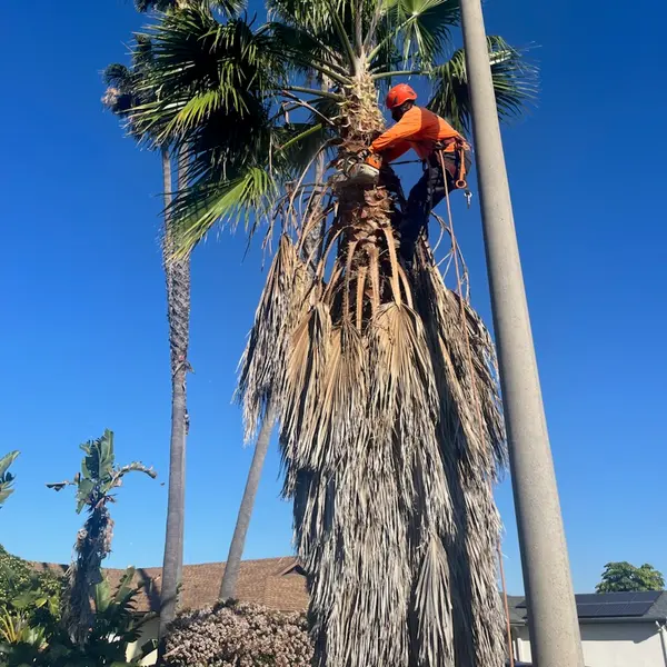 Climber trimming a fan palm beside a street light