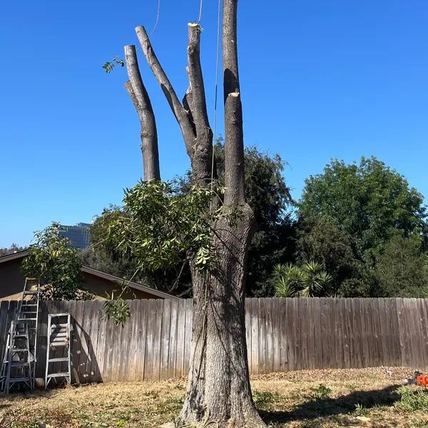 Climber sectioning a hardwood trunk during a tree removal