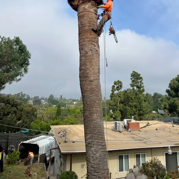 Tall palm skinned beside an apartment building, crew and chip truck below