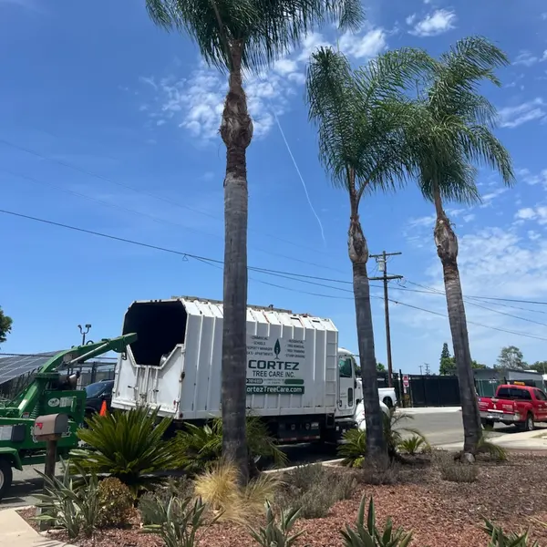 Queen palms at a commercial property with the Cortez Tree Care truck