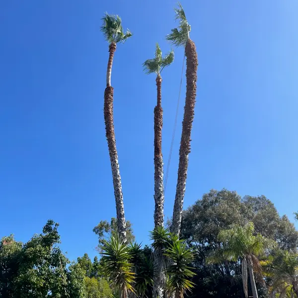Tall washingtonia palms trimmed over a North County home