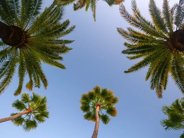 Palm Tree Trimming in North County: Looks, Safety and Fire Risk