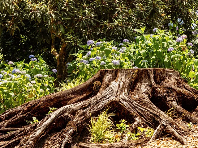 Stump Grinding vs. Stump Removal: What's Right for Your Yard?