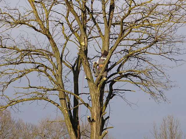 Seven Signs a Tree Needs to Come Down (and When Trimming Is Enough)