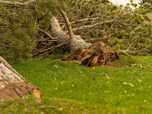 24/7 Emergency Tree Service