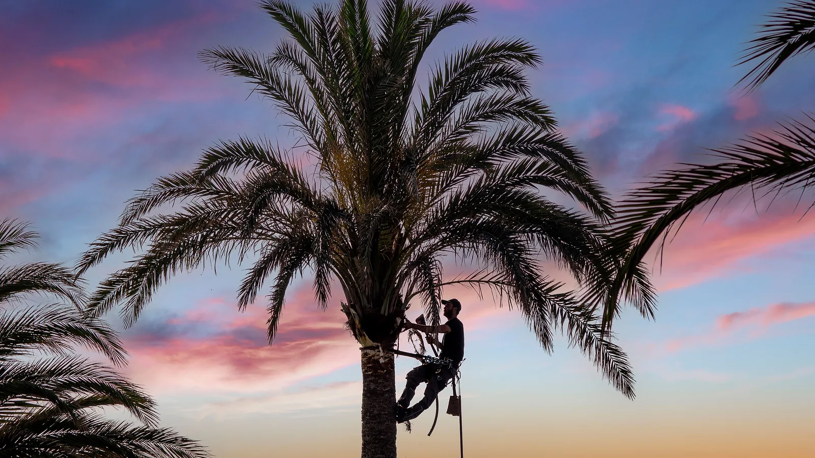 An arborist silhouetted on ropes, climbing a palm tree at sunset