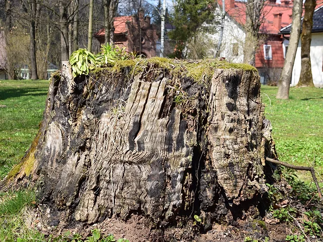 Stump Grinding