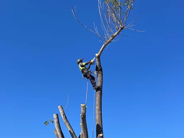 Tree Removal