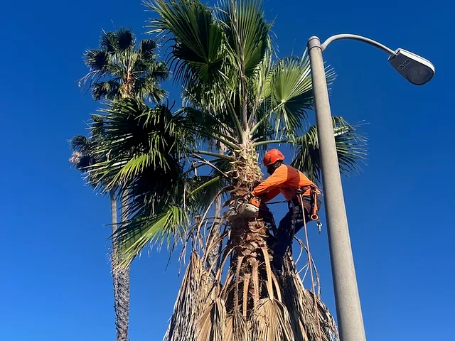 Tree & Palm Trimming